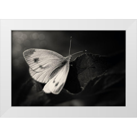 The Escape White Modern Wood Framed Art Print by Michael
