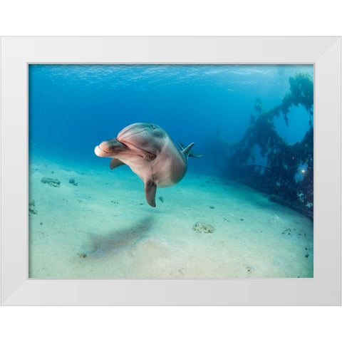 Dolphin White Modern Wood Framed Art Print by Ben Tov, Ilan