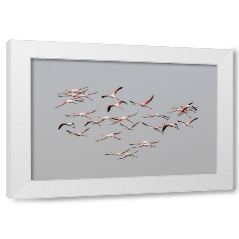 Greater Flamingos in flight White Modern Wood Framed Art Print by Rublina, Natalia