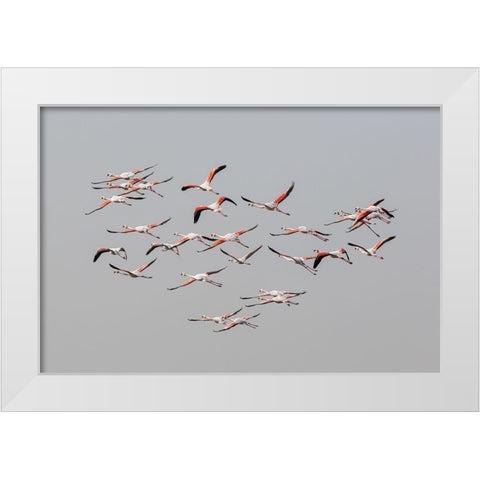 Greater Flamingos in flight White Modern Wood Framed Art Print by Rublina, Natalia