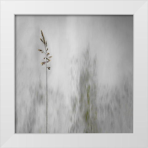 blade of grass White Modern Wood Framed Art Print by Claes, Gilbert