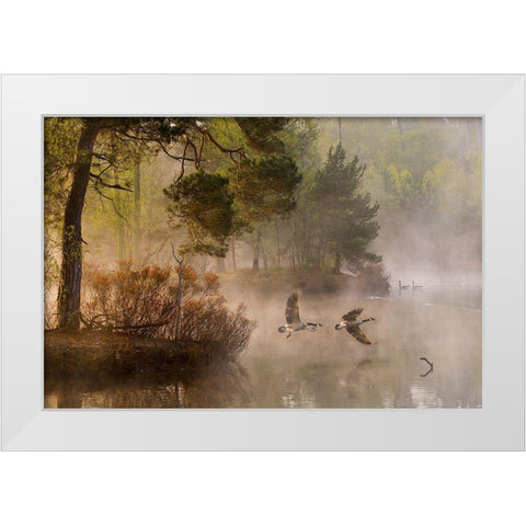 Goose fight White Modern Wood Framed Art Print by Van Dongen, Anton