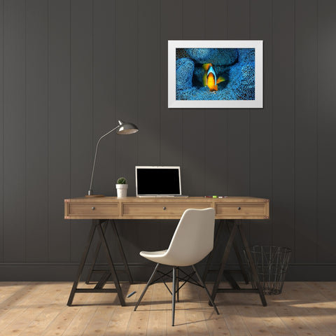 Clownfish in blue anA©mon White Modern Wood Framed Art Print by Gabriel, Barathieu