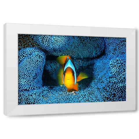 Clownfish in blue anA©mon White Modern Wood Framed Art Print by Gabriel, Barathieu