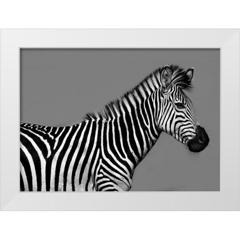 Cebra Retrato White Modern Wood Framed Art Print by Ortega, Xavier