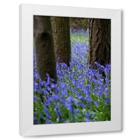 Bluebell Wood l White Modern Wood Framed Art Print by Lambert, Tom