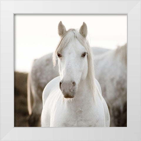 Horse White Modern Wood Framed Art Print by Llovet, Jorge