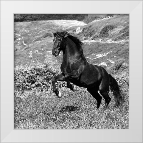 Island Horse White Modern Wood Framed Art Print by Llovet, Jorge