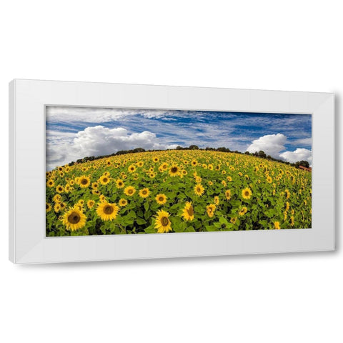 Sonnenblumenwelt White Modern Wood Framed Art Print by Fischer, Rolf