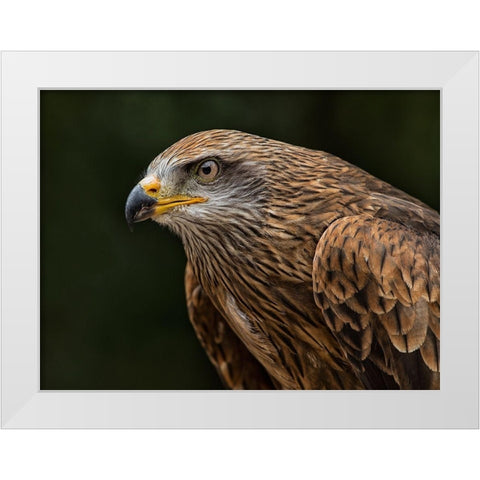 Red Kite White Modern Wood Framed Art Print by Ronin