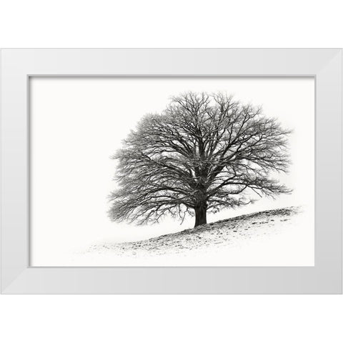 Solitar I White Modern Wood Framed Art Print by Steger, Uwe