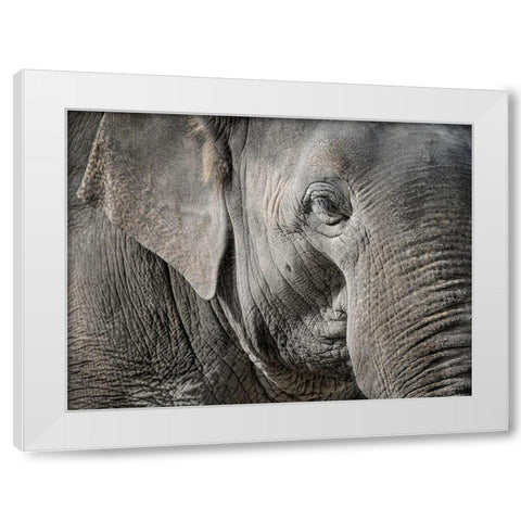 Master Front White Modern Wood Framed Art Print by Steger, Uwe