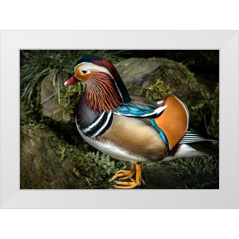 Manderin Duck White Modern Wood Framed Art Print by Ronin