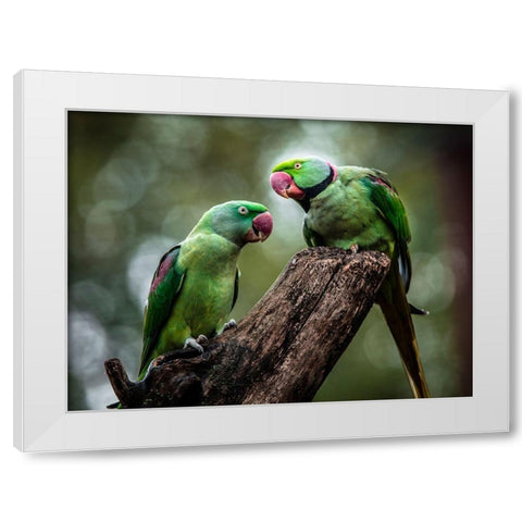 Green Parrot II White Modern Wood Framed Art Print by Ronin
