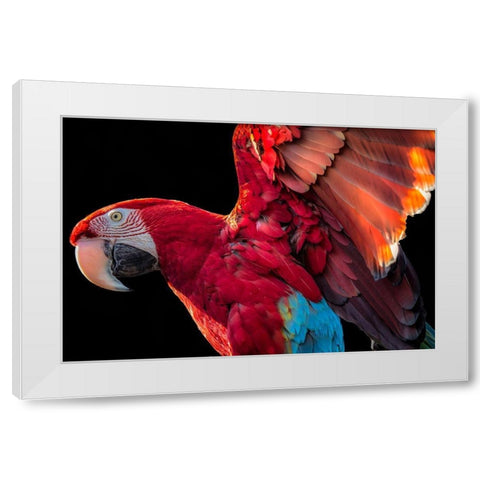 Parrot Wings White Modern Wood Framed Art Print by Ronin