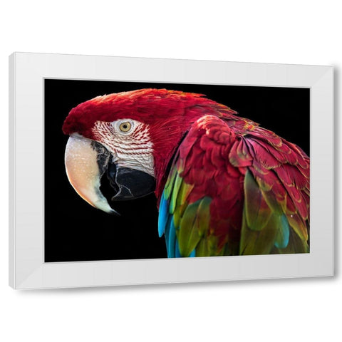 Ara Parrot White Modern Wood Framed Art Print by Ronin