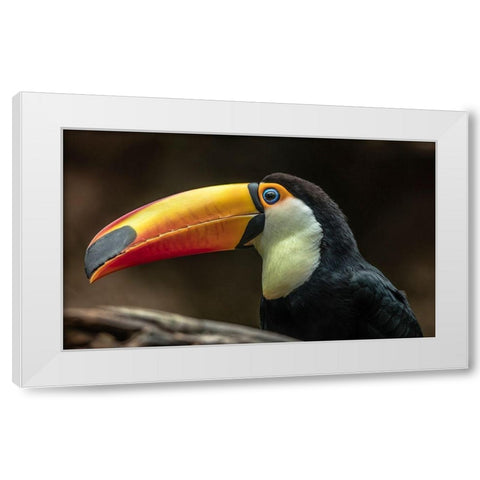 The Toucan White Modern Wood Framed Art Print by Ronin