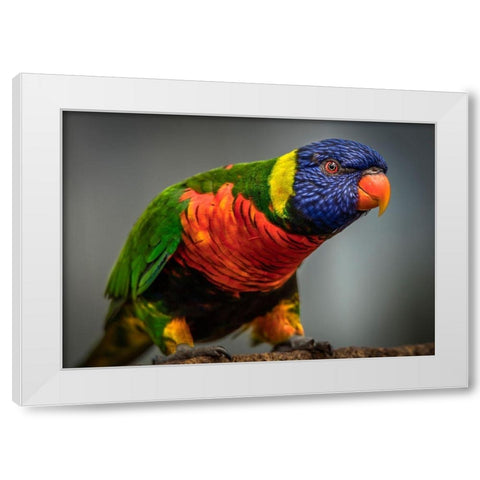 Green Bird II White Modern Wood Framed Art Print by Ronin