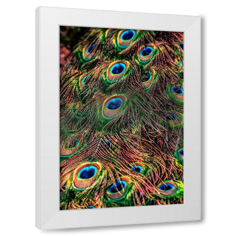 Peacock Feathers White Modern Wood Framed Art Print by Ronin