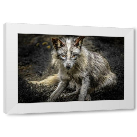 Silver Fox White Modern Wood Framed Art Print by Ronin