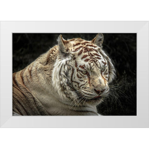 The Lygar II White Modern Wood Framed Art Print by Ronin