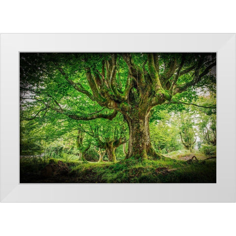 Otzarreta Forest I White Modern Wood Framed Art Print by Ronin