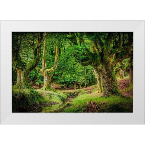 Otzarreta Forest II White Modern Wood Framed Art Print by Ronin