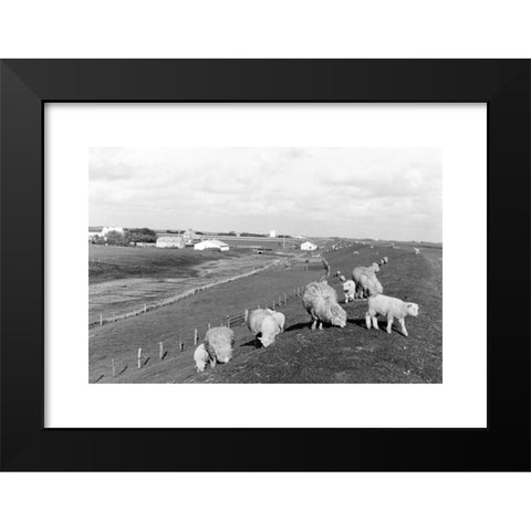 1960's Image Collection by United Archives GmbH - Black Modern Wood Framed Art Print Titled: Schafe grasen auf einer Wiese bei einem Windrad, Deutschland 1960er Jahre. Sheep grazing near a wind wheel, Germany 1960s.