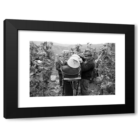 1960's Image Collection by United Archives GmbH - Black Modern Wood Framed Art Print Titled: Winzer bei der Weinlese in den Weinbergen um die Ortschaft Bremm an der Mosel, Deutschland 1968. Winegrowers harvesting grapes near the village of