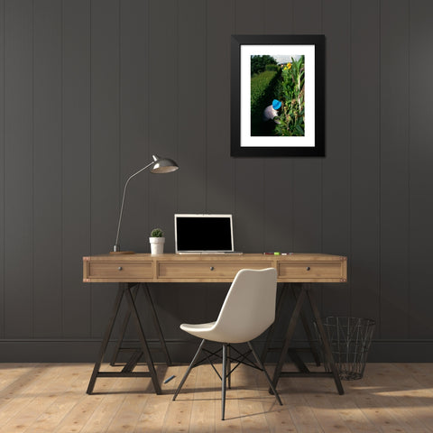 1960's Image Collection by AA World Travel Library - Black Modern Wood Framed Art Print Titled: A gardener tending to a border of irises in Funchal s Botanical Gardens created in the 1960s in the grounds of the Quinta do Bom Sucesso overloo