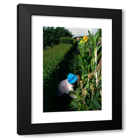 1960's Image Collection by AA World Travel Library - Black Modern Wood Framed Art Print Titled: A gardener tending to a border of irises in Funchal s Botanical Gardens created in the 1960s in the grounds of the Quinta do Bom Sucesso overloo