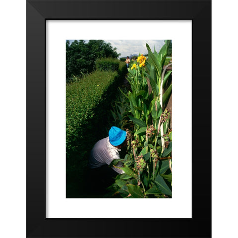 1960's Image Collection by AA World Travel Library - Black Modern Wood Framed Art Print Titled: A gardener tending to a border of irises in Funchal s Botanical Gardens created in the 1960s in the grounds of the Quinta do Bom Sucesso overloo