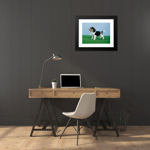 1960's Image Collection by ClassicStock - Black Modern Wood Framed Art Print Titled: BEAGLE PUPPY STANDING ON ARTIFICIAL TURF GRASS SIDE VIEW