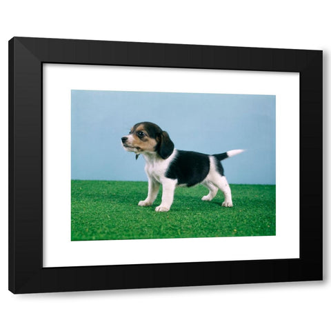 1960's Image Collection by ClassicStock - Black Modern Wood Framed Art Print Titled: BEAGLE PUPPY STANDING ON ARTIFICIAL TURF GRASS SIDE VIEW