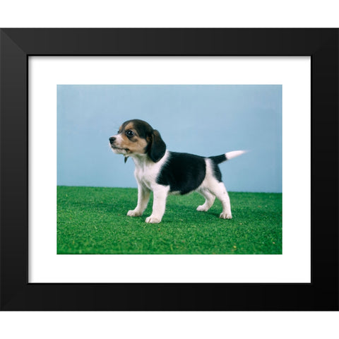 1960's Image Collection by ClassicStock - Black Modern Wood Framed Art Print Titled: BEAGLE PUPPY STANDING ON ARTIFICIAL TURF GRASS SIDE VIEW