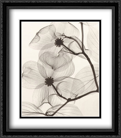 Dogwood Blossoms 22x28 Black Ornate Wood Framed Art Print Poster with Double Matting by Meyers, Steven N.