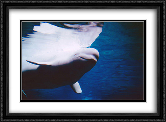 Beluga Whales Swimming Underwater 28x22 Black Ornate Wood Framed Art Print Poster with Double Matting