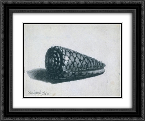 Cone Shell (Conus marmoreus) 24x20 Black Ornate Wood Framed Art Print Poster with Double Matting by Rembrandt