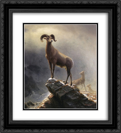 Rocky Mountain Sheep 20x22 Black Ornate Wood Framed Art Print Poster with Double Matting by Bierstadt, Albert