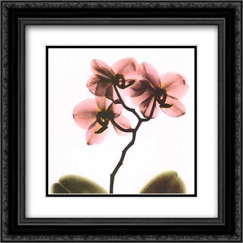 Crystal Flowers X-Ray, Orchid 16x16 Black Ornate Wood Framed Art Print Poster with Double Matting by Koetsier, Albert