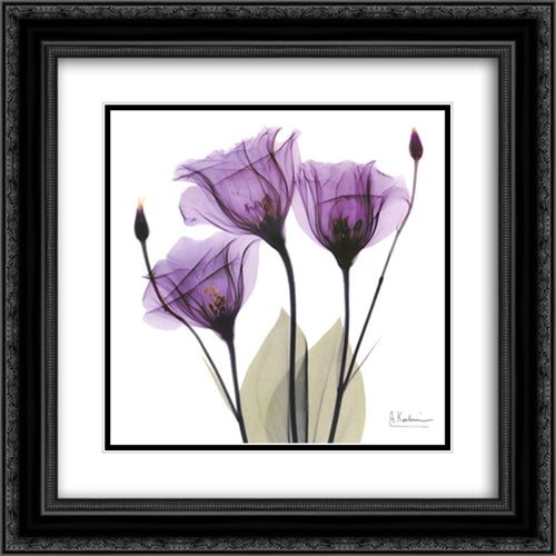 X-ray Royal Purple Gentian 16x16 Black Ornate Wood Framed Art Print Poster with Double Matting by Koetsier, Albert