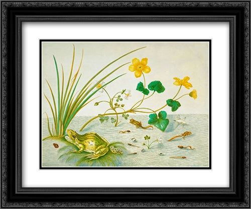 Frogs 2x Matted 24x18 Black Ornate Wood Framed Art Print Poster with Double Matting by Merian, Maria Sibylla