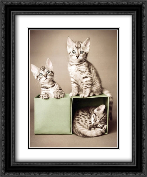 Bengal Kittens 2x Matted 20x24 Black Ornate Wood Framed Art Print Poster with Double Matting by Hale, Rachael