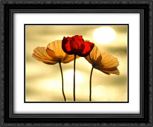 Icelandic Poppies 2x Matted 20x24 Black Ornate Wood Framed Art Print Poster with Double Matting by Kawasaki, Yoshizo
