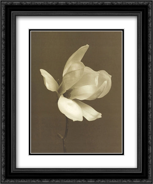 White Magnolia Flower 2x Matted 20x24 Black Ornate Wood Framed Art Print Poster with Double Matting by Hopkinson, Charlie