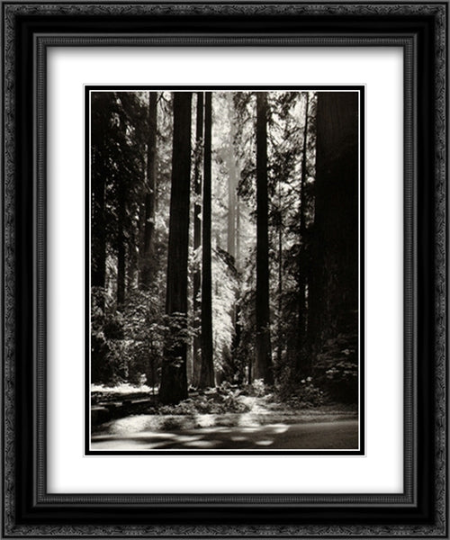 Redwoods, Founders Grove 2x Matted 20x24 Black Ornate Wood Framed Art Print Poster with Double Matting by Adams, Ansel