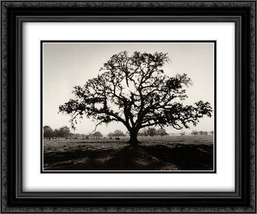 Oak Tree, Sunrise 2x Matted 24x20 Black Ornate Wood Framed Art Print Poster with Double Matting by Adams, Ansel