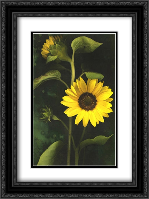 Two Sunflower Stems 2x Matted 20x24 Black Ornate Wood Framed Art Print Poster with Double Matting by Florkowski, Christina