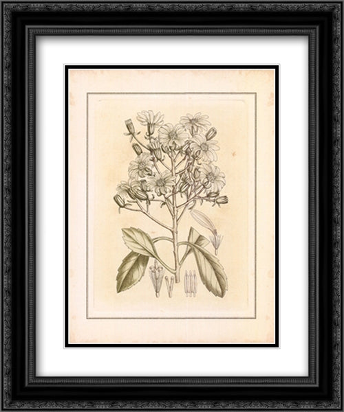 Small Tinted Botanical I 17x23 Black Ornate Wood Framed Art Print Poster with Double Matting by Curtis, Edward S.