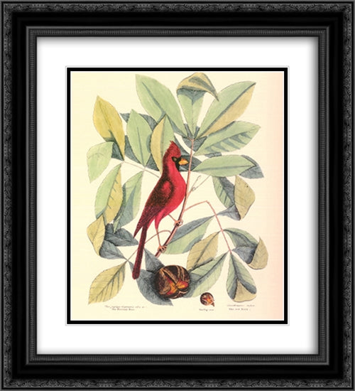 Red Bird and Hiccory Tree 17x23 Black Ornate Wood Framed Art Print Poster with Double Matting by Catesby, Mark